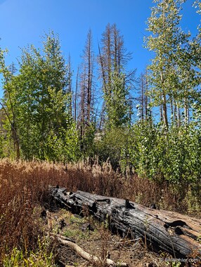 The soft, rustling, whispering sound of the new aspens pay tribute to the dead pines all around
