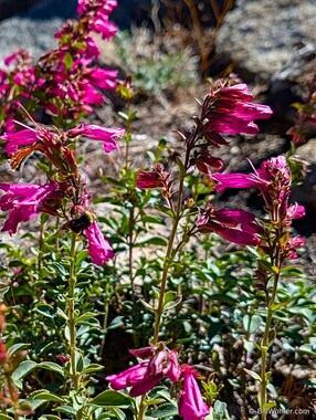 Mountain pride (Penstemon newberryi)