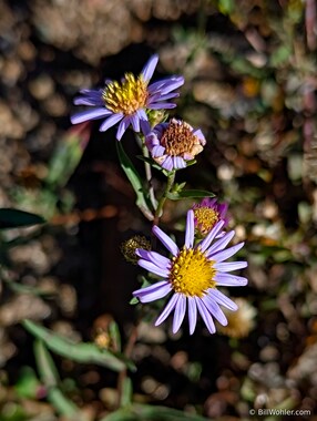 Western mountain aster (Symphyotrichum spathulatum)