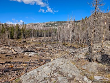 The burned and dead trees near the trail have all been cut down and limbed to speed up the decomposition process