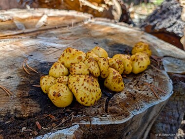 Golden pholiota (Pholiota aurivella)