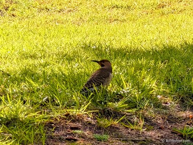 Northern flicker (Colaptes auratus)