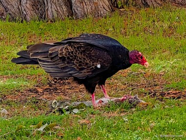 A turkey vulture (Cathartes aura) cleans up the grounds by disposing of a dead squirrel