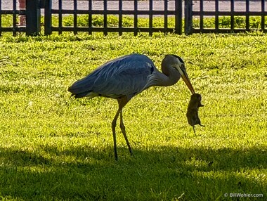 A heron bags another gopher