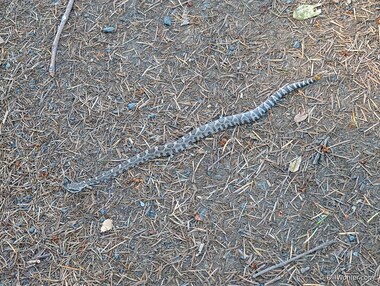 This is the first western rattlesnake (Crotalus oreganus) I've ever seen in the Santa Cruz mountains!