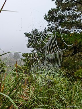 A spiderweb across the trail catches the morning dew, and possibly an unsuspecting hiker