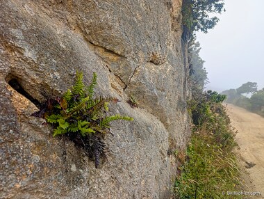 A fern ekes out a life in a rock wall along the trail at the ridgeline