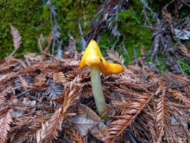 Western witch's hat (Hygrocybe singeri)