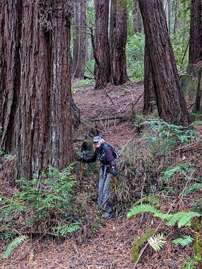Lori drops down through the redwoods