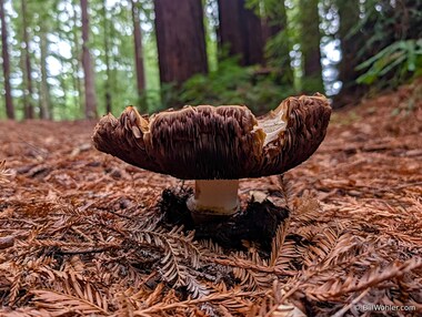 California flat-top agaricus (Agaricus deardorffensis)