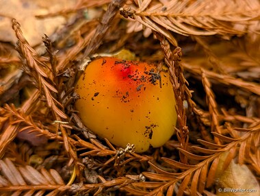 Western witch's hat (Hygrocybe singeri)