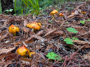 Western witch's hat (Hygrocybe singeri)