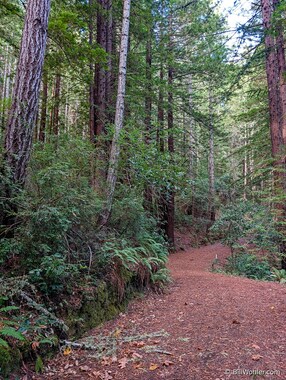 Evergreen huckleberry (Vaccinium ovatum)