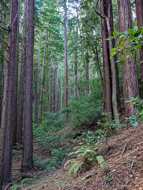 At every turn, there was a thick, lush forest to enjoy