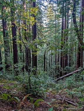 The tall trees tower overhead even though their bases are at the bottom of a steep hill