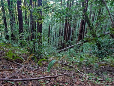 The tall trees tower overhead even though their bases are at the bottom of a steep hill