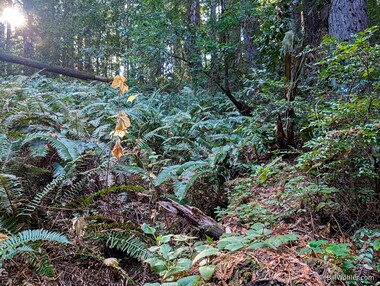 A mass of western sword ferns (Polystichum munitum) and evergreen huckleberry (Vaccinium ovatum)
