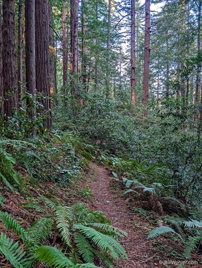 The trail slices through the beautiful lush forest