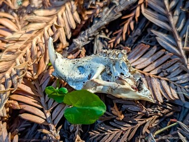 Possibly the remains of a Botta's pocket gopher (Megascapheus bottae)