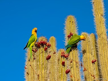 Brown-throated parakeet (Eupsittula pertinax)