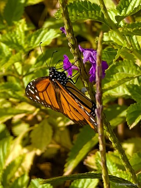 We were treated to lots of beautiful monarch butterflies (Danaus plexippus) all week.