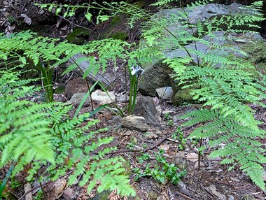 Douglas iris (Iris douglasiana) tucked under common bracken (Pteridium aquilinum)