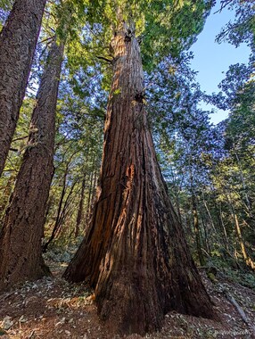 This tree is listed as an "old-growth redwood" on the map