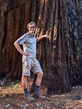 Bill is dwarfed by this old-growth redwood