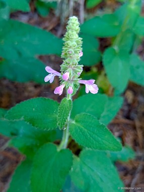 California hedge nettle (Stachys bullata)