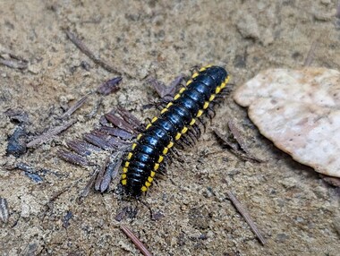 Yellow-spotted millipede (Harpaphe haydeniana)