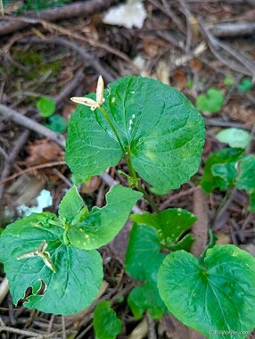 Western wild ginger (Asarum caudatum)