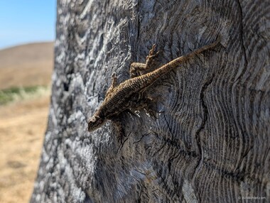 A western fence lizard (Sceloporus occidentalis) rests on the Torii
