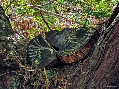 Compare this photo, which may be one of Derek Jackson's Faeries, with my photo from 2023.