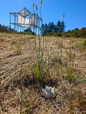 This rosette, in front of Mark Baugh-Sasaki's Lighthouse, is a long way from home (Menagerie, 2011. Jen Blazina. Hydro-cal.)