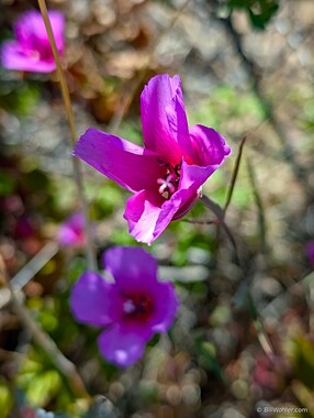 Ruby chalice clarkia (Clarkia rubicunda)