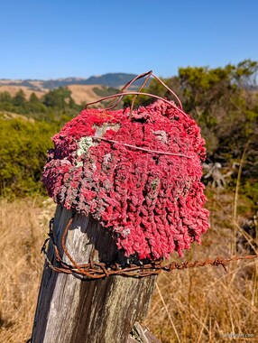 Liberty Cap, 2011. Beate Engl. Polyolefin fiber, wire.