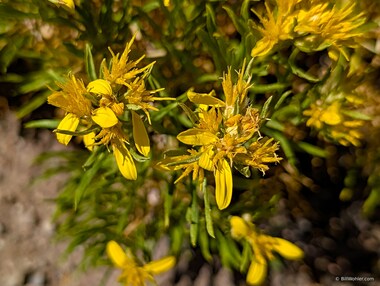 Bloomer's goldenbush (Ericameria bloomeri)