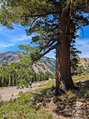 Western white pine (Pinus monticola)