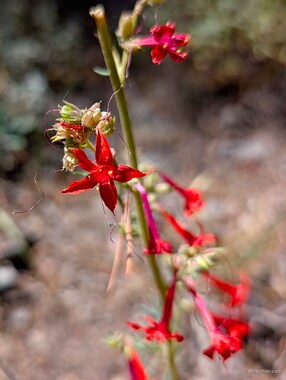 Scarlet gilia (Ipomopsis aggregata)