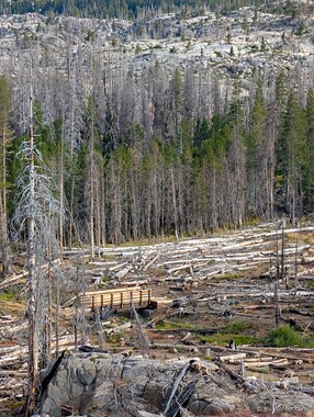 We were surprised to see a new bridge where the first of three log crossings had been