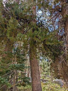 Lodgepole pine (Pinus contorta)