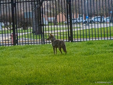 This was the first coyote I've seen outside my office window (Canis latrans)