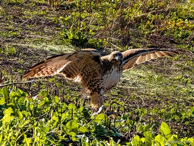 A red-tailed hawk (Buteo jamaicensis) looks for food on the bank of Lake Lagunita (https://en.wikipedia.org/wiki/Lake_Lagunita)