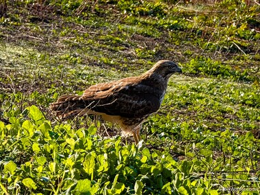 A red-tailed hawk (Buteo jamaicensis) looks for food on the bank of Lake Lagunita (https://en.wikipedia.org/wiki/Lake_Lagunita)