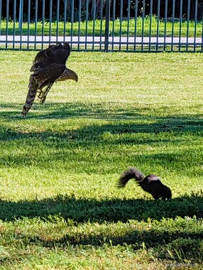 A hawk makes a feeble attempt to get a squirrel; the squirrel got away
