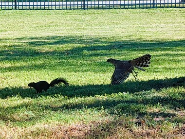 A hawk makes a feeble attempt to get a squirrel; the squirrel got away