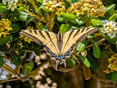 A lovely western tiger swallowtail butterfly (Papilio rutulus) provides a colorful distraction on my way back to the office from lunch