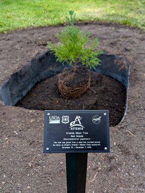 The caption reads: Artemis Moon Tree, Giant Sequoia, Sequoiadendron giganteum, This tree was grown from a seed that traveled around the Moon on NASA's Artemis I Mission Orion spacecraft, November 16 - December 11, 2022