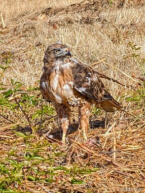I interrupted a red-tailed hawk (Buteo jamaicensis) while he was munching on a squirrel.