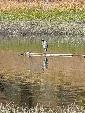 When I took the picture, I hadn't seen the turtle sharing the floating log with the great blue heron (Ardea herodias).